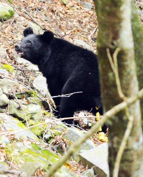 FEATURE: New video shows bear and little cub - Taipei Times