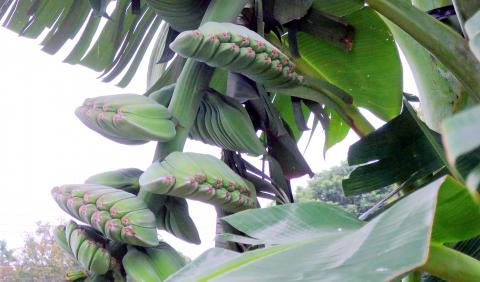 臺湾懐蕉 Taiwan's first mountain-banana-themed tourist factory 首創山蕉為