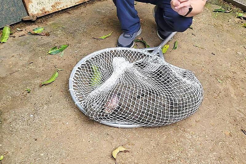 Ex-Taoyuan official gets 8-month sentence for 2023 baboon shooting ...