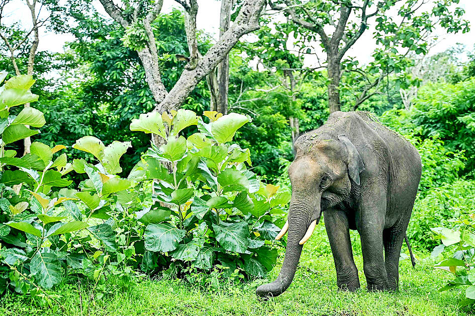 India’s elephant population falls by one-quarter: study