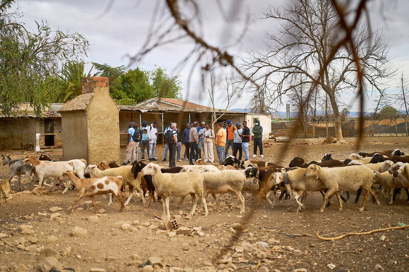 A neglected trade in Spain gets a boost from African migrants