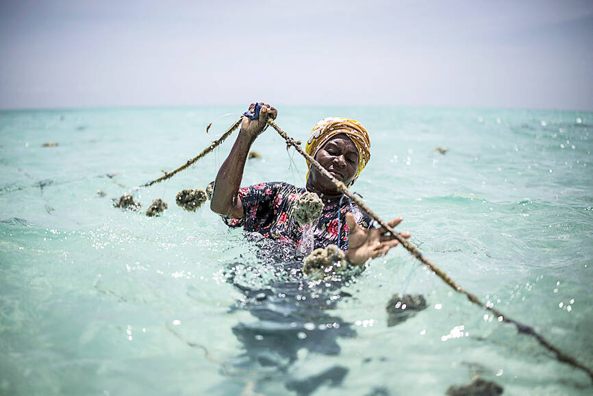 taipeitimes.com - 台北時報 - Zanzibar women turn to sponge farming as oceans heat up
