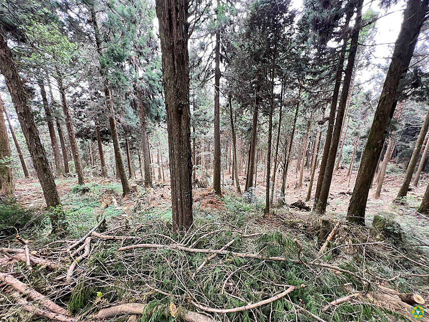 Taiwan firs could help government reach net zero emissions goal, new study shows