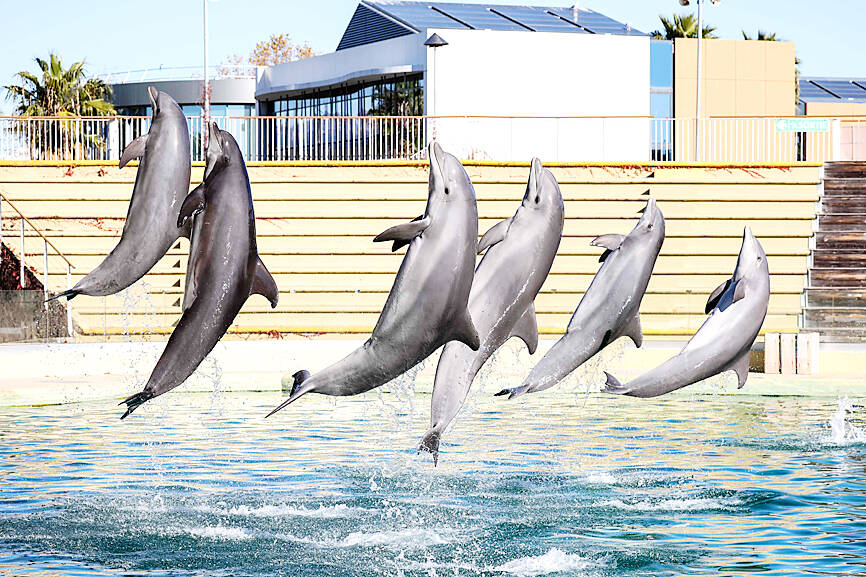 Italy to open marine sanctuary for dolphins