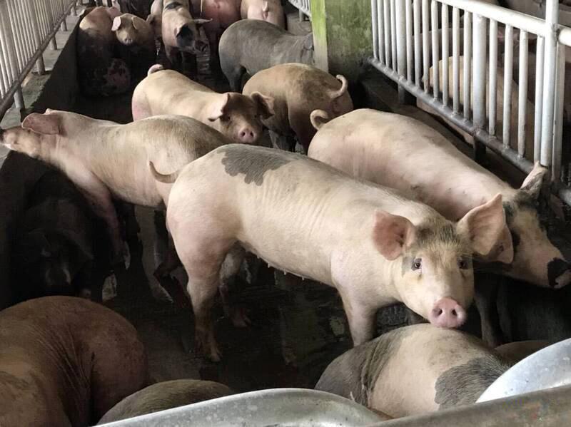 Taiwan to apply for African swine fever-free status in February