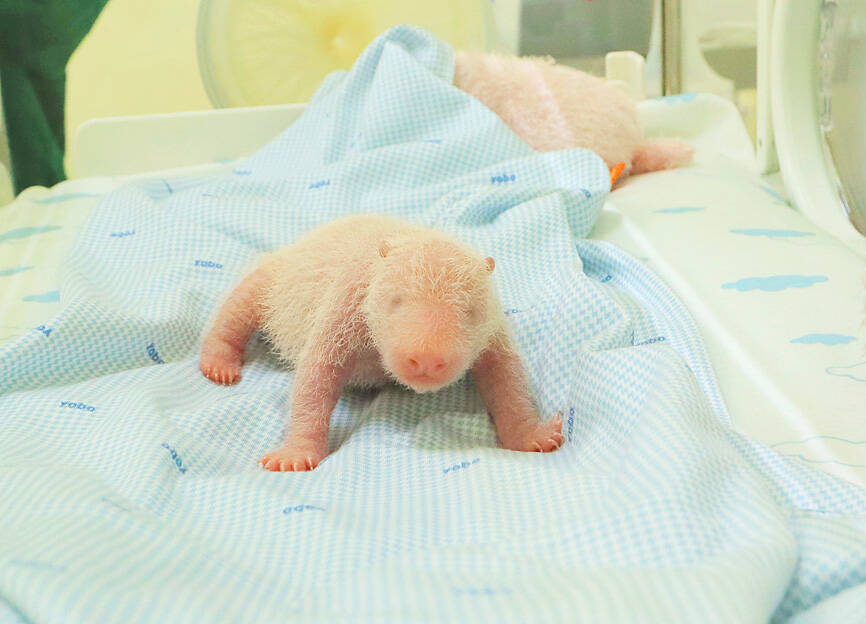 Indonesia’s first giant panda cub in good health: park