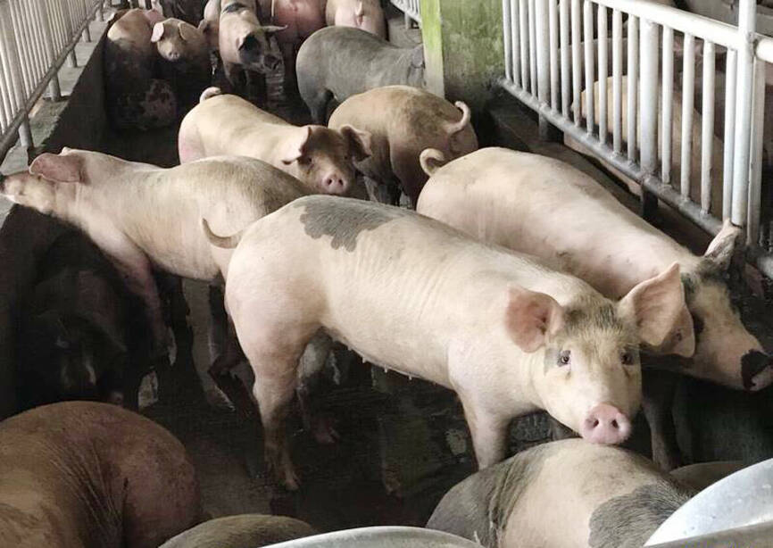 Taiwan seeks to regain ASF-free status