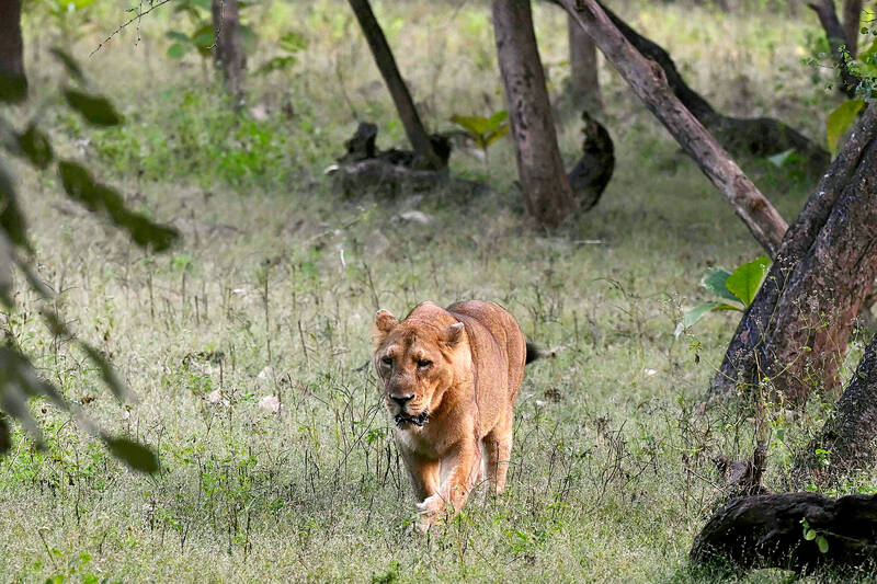 Asiatic lions roar back to life