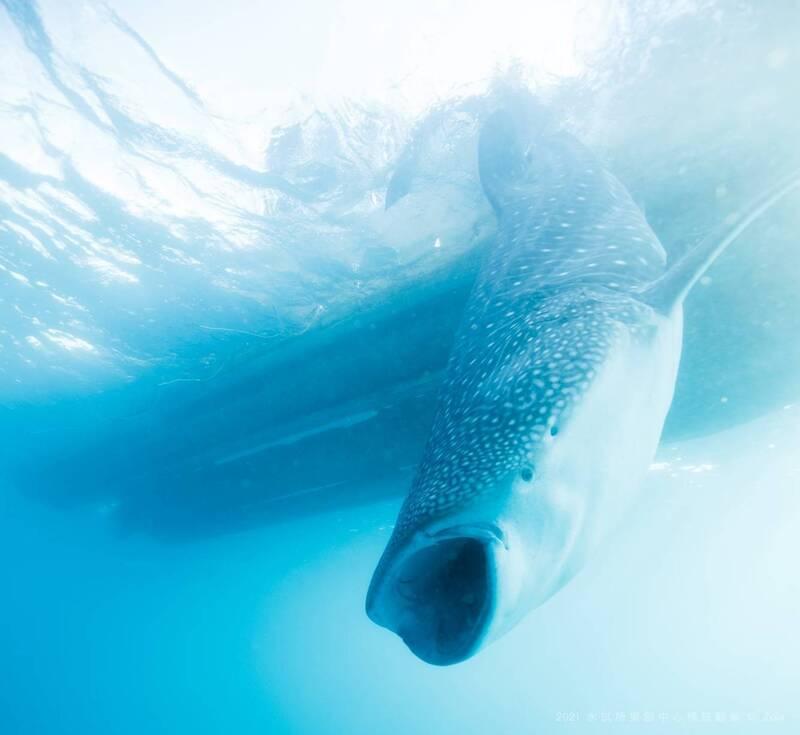 Taiwan ahead of global trends in whale shark protections: OCA