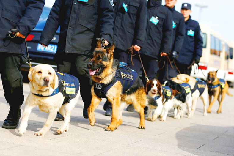 China seeks edge in police dogs with local ‘Kunming’