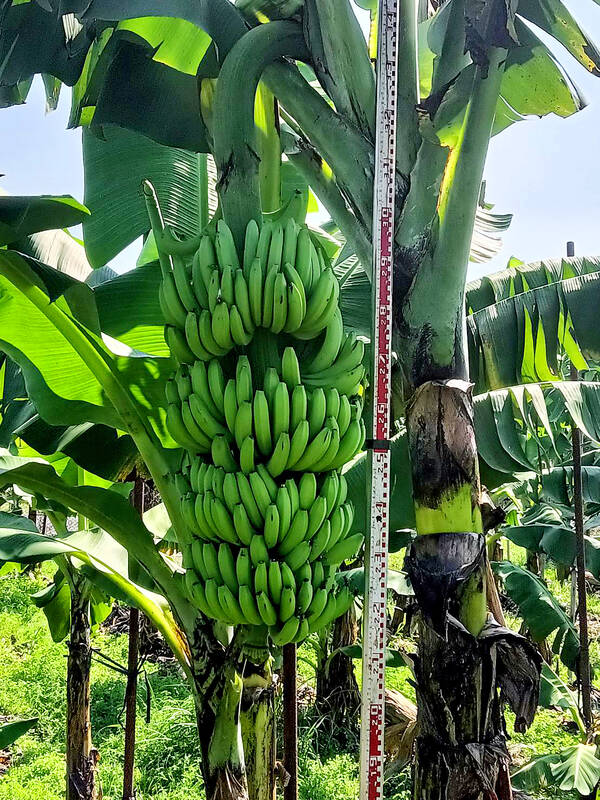 Institute develops resilient banana type
