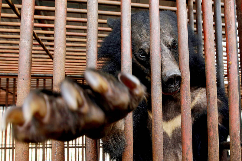 taipeitimes.com - 台北時報 - S Korea ends breeding of bears and extraction of bile
