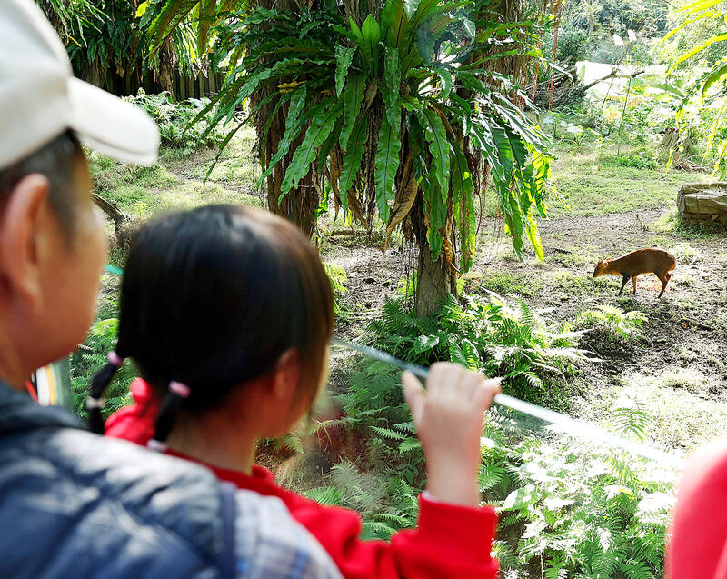 Wild muntjac wanders into Taipei Zoo