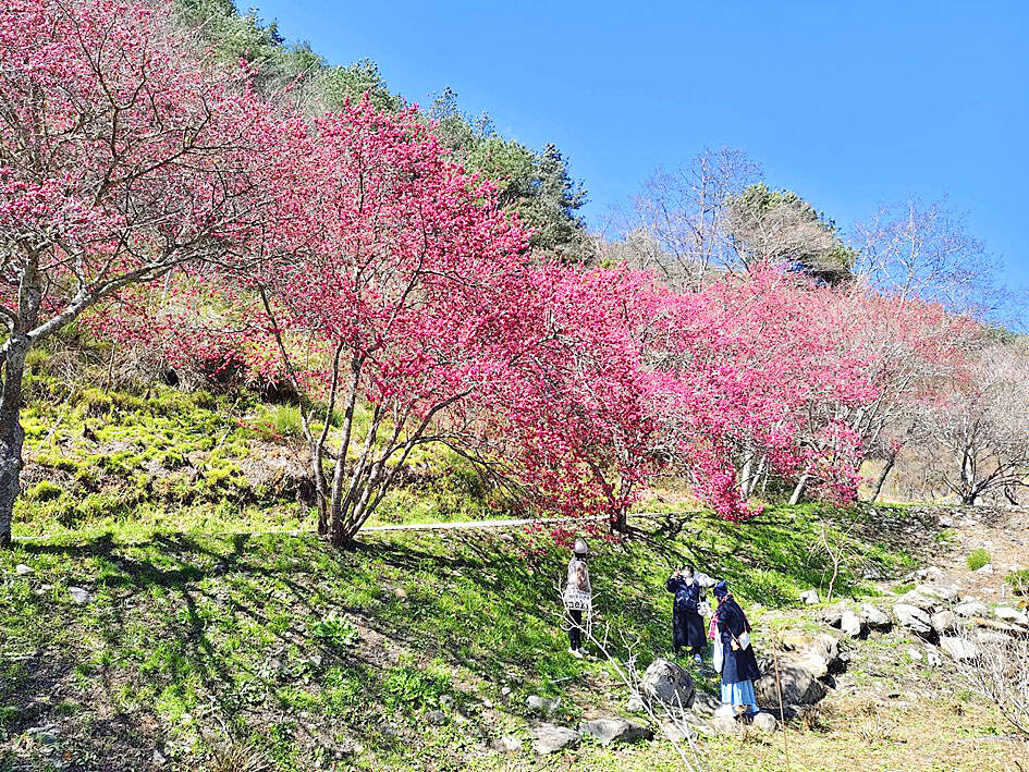 Travel options for Wuling outlined as blossoms loom
