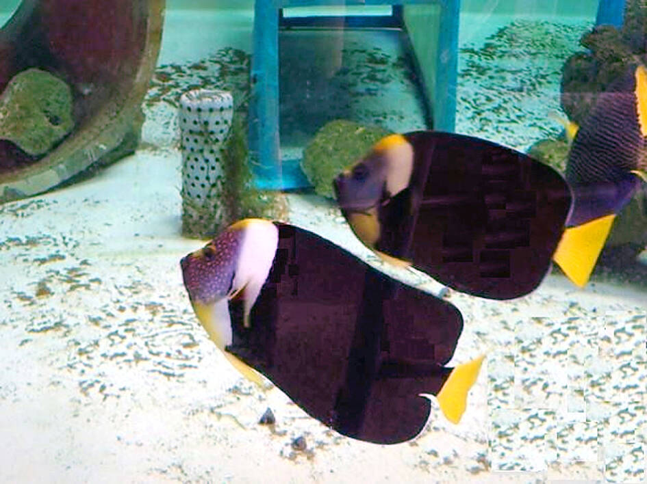 Taiwan reports captive breeding of C meridithii