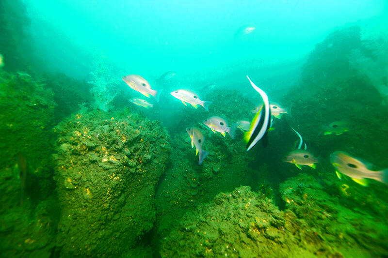 Wind farms create ‘marine ranches’: research team