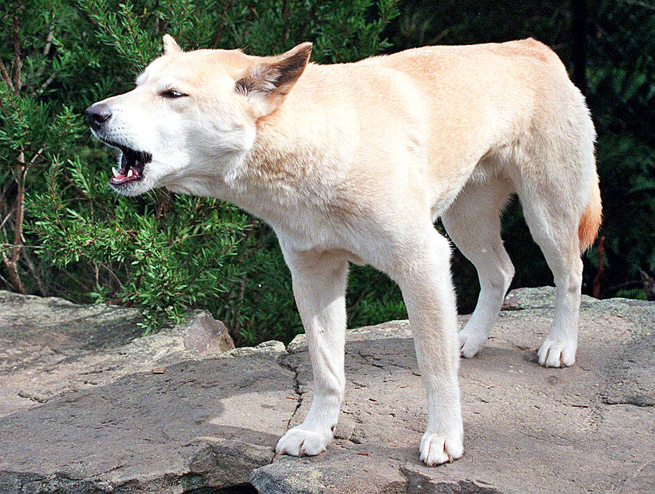 Backlash as Australia kills dingoes after woman dies