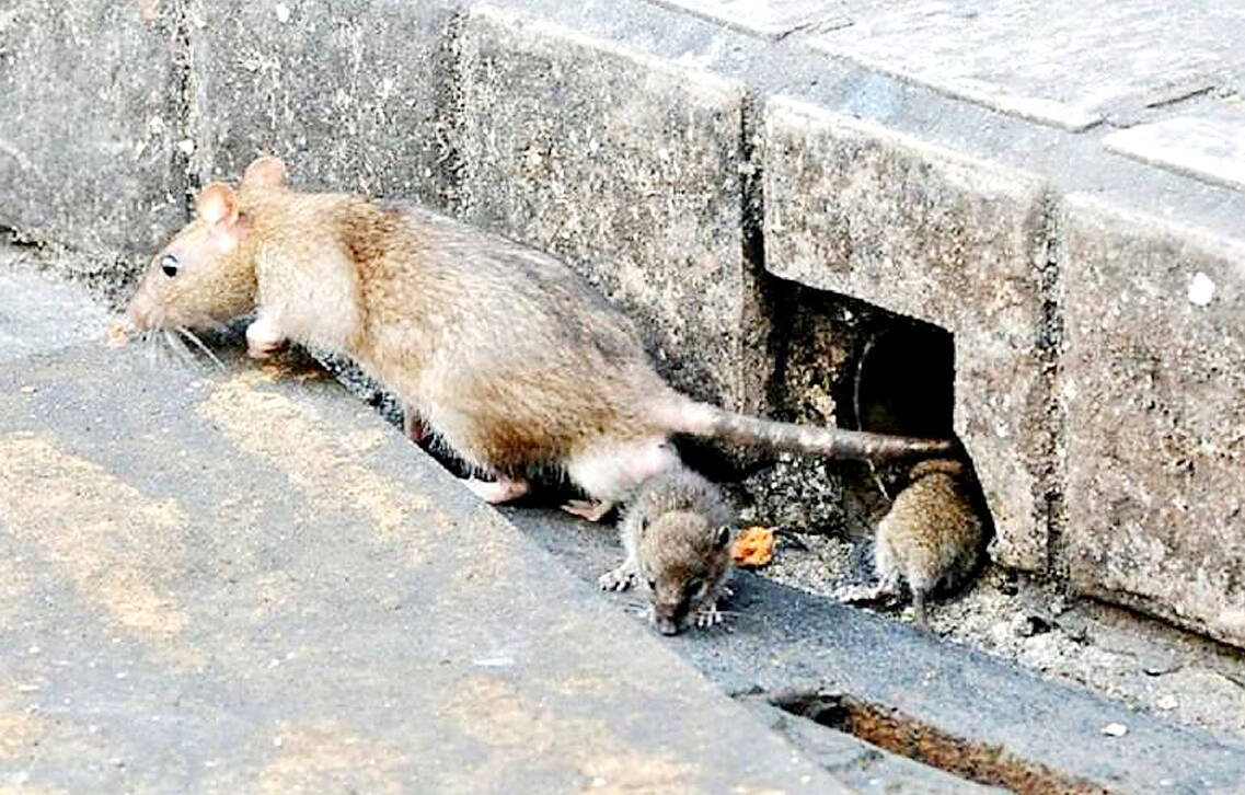 Taipei man dies of hantavirus, rodents near residence test positive