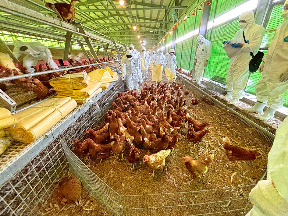 Farmer detained over illegal disposal of dead poultry
