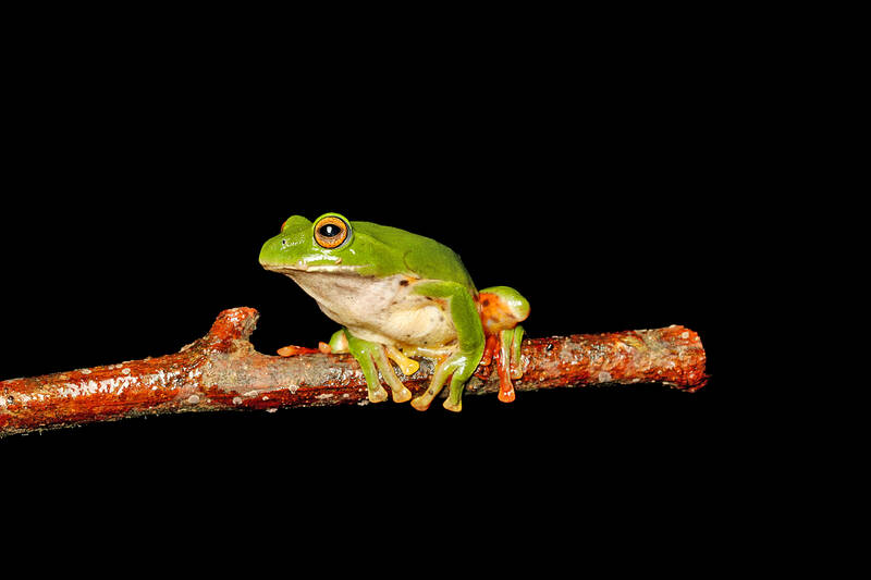 Climate change threatens highland frogs