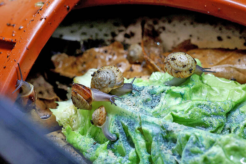 Tiny snail has been saved from brink of extinction: UK zoo