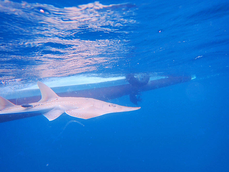 Scientists tracking endangered fish using satellites