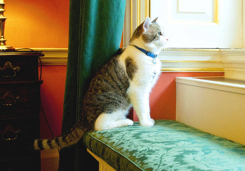 ‘First feline’ Larry marks 15 years in office