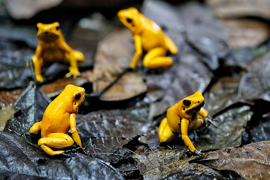 Navalny toxin likely synthetic, dart frog experts say