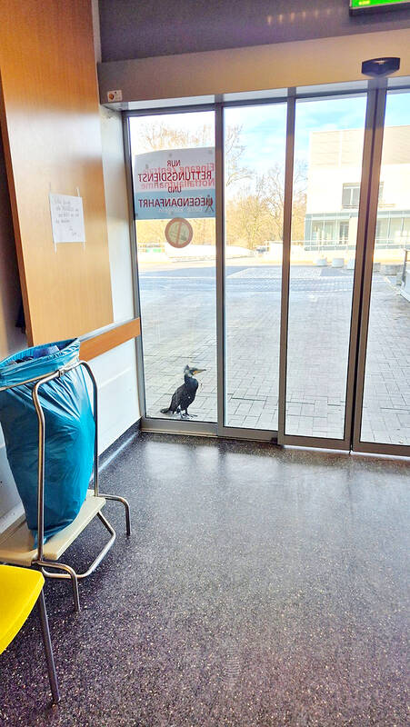 Injured bird desperately pecks at hospital door for help