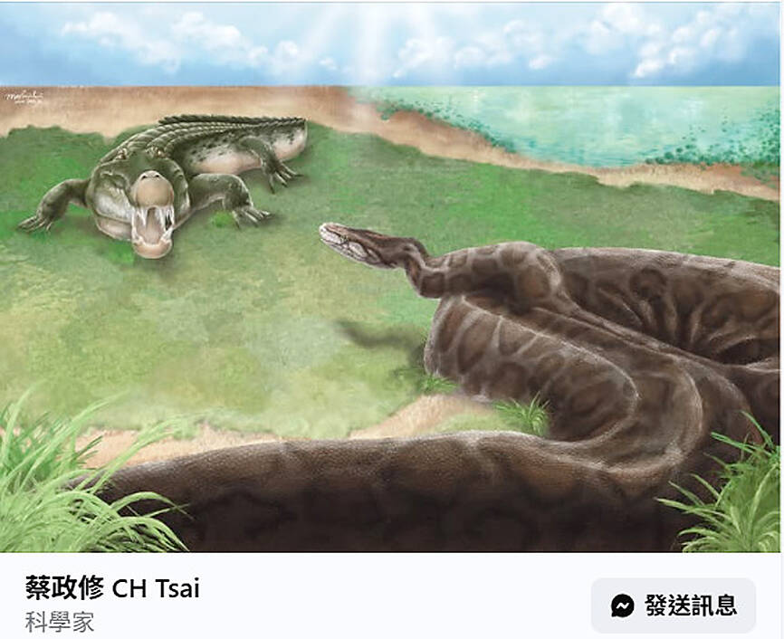 Taiwan’s largest snake fossil, at 4m, found in Tainan