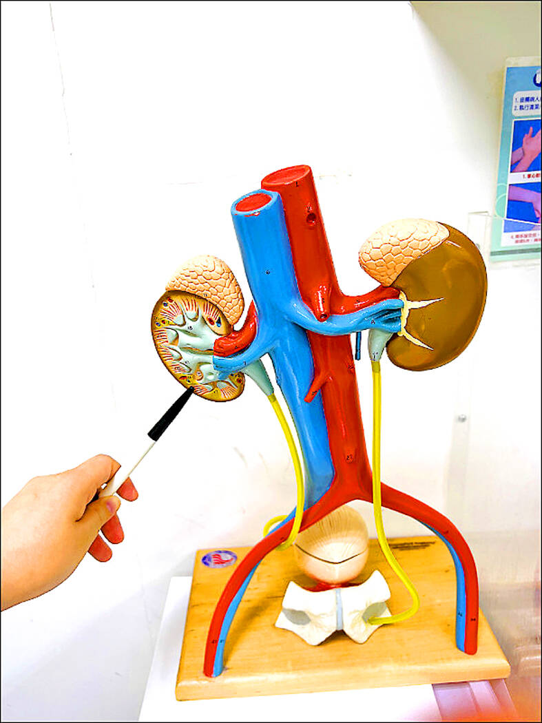 Kidney disease needs targeting: experts