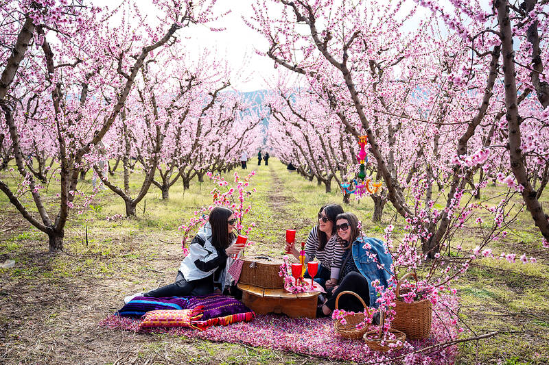 Thousands flock to Greece’s blossoming peach trees
