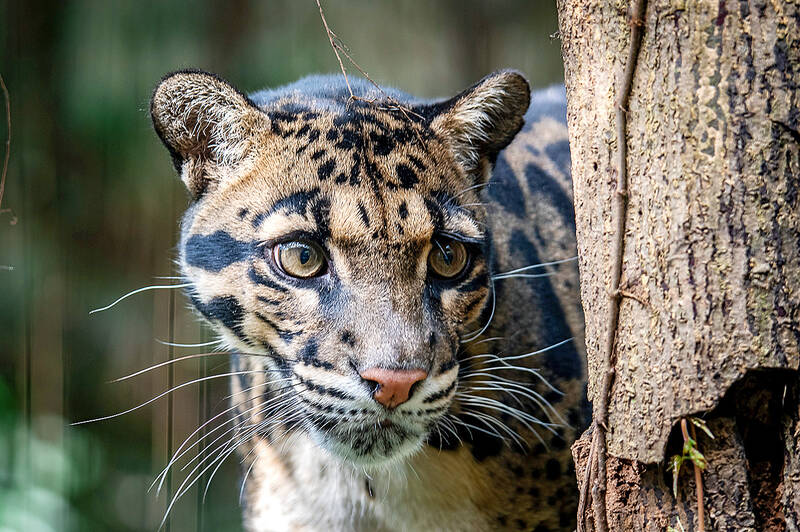 Environmental Impact Assessment: Can Taiwan bring back the clouded leopard?
