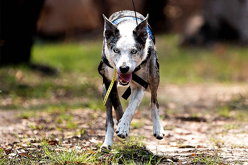 ‘Hero’ Australian dog who saved 100 koalas retires