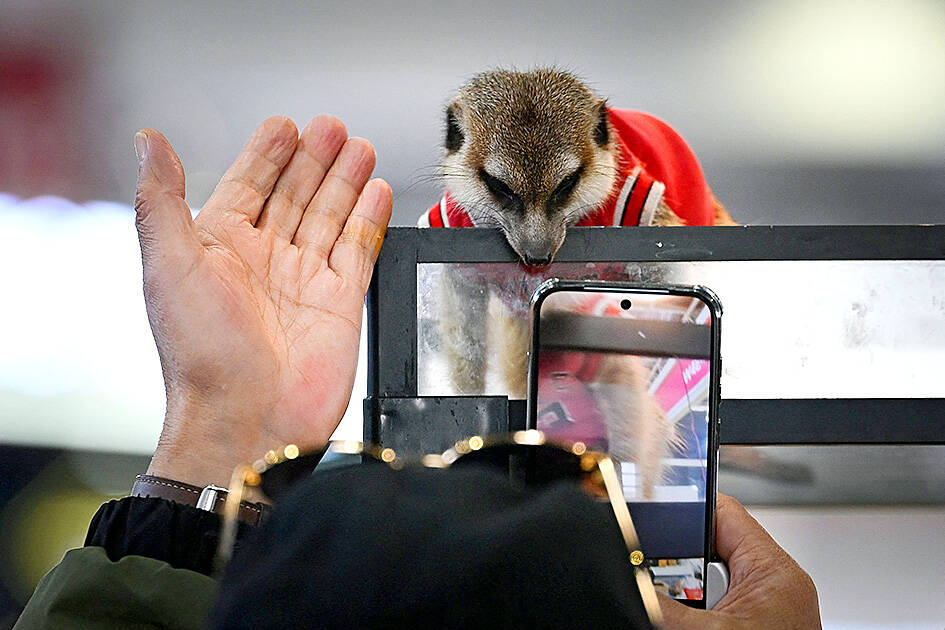 Exotic pet trade thrives in China despite welfare concerns