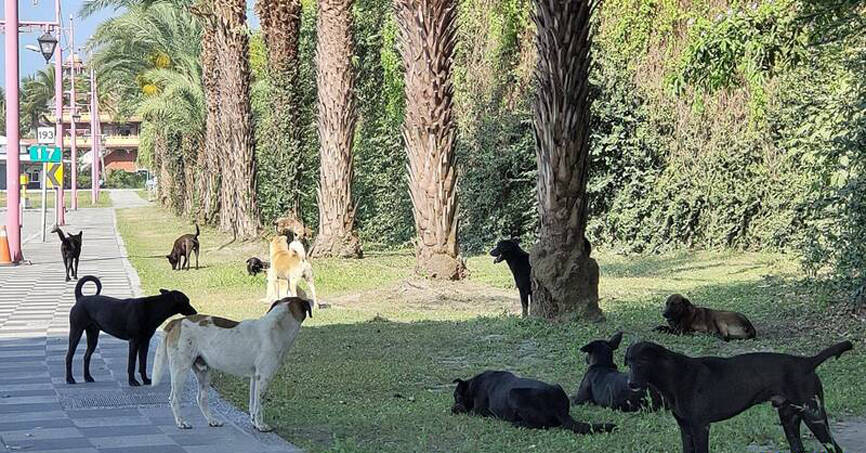 Groups spar over stray dog ownership rules