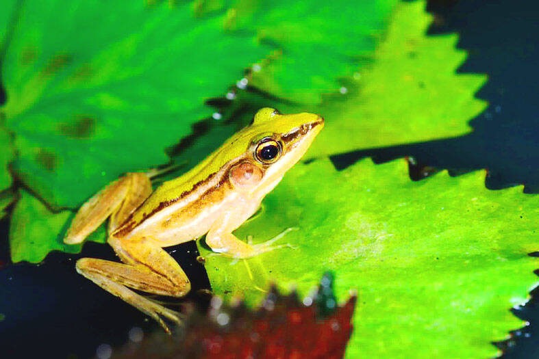 Public-private endeavor aims to restore Taipei frog