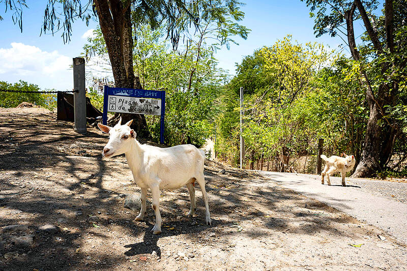 Goat vs gecko: A tiny Caribbean island faces wildlife showdown