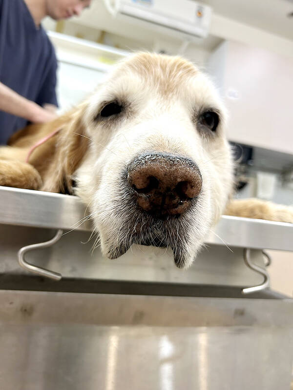 Amendment to allow pre-stocking of drugs for animal use