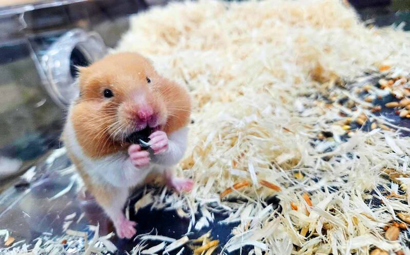 World Hamster Day marked with five tips for owners