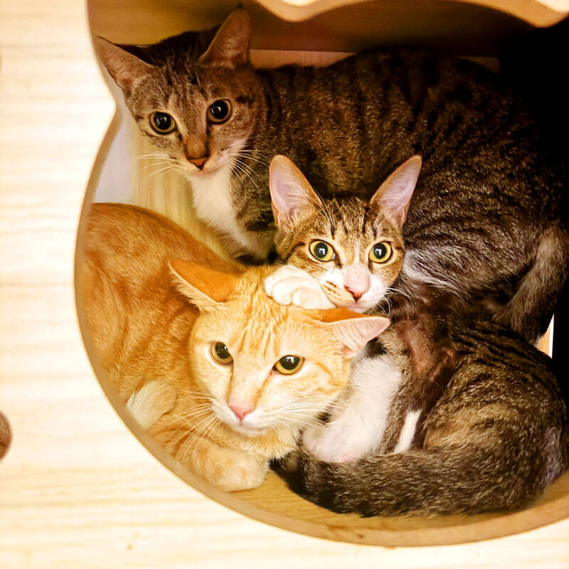 Pet cats outnumber pet dogs, survey shows