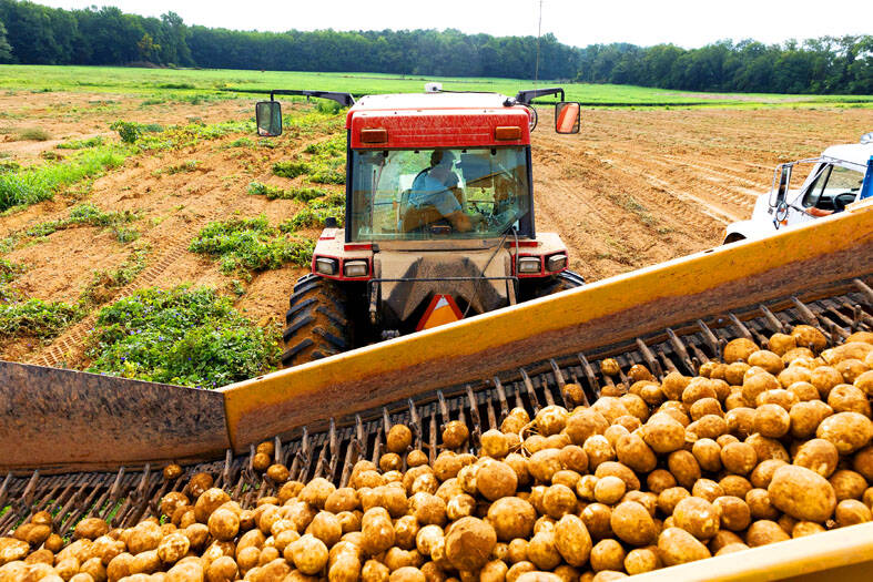US potato imports scrutinized amid health concerns