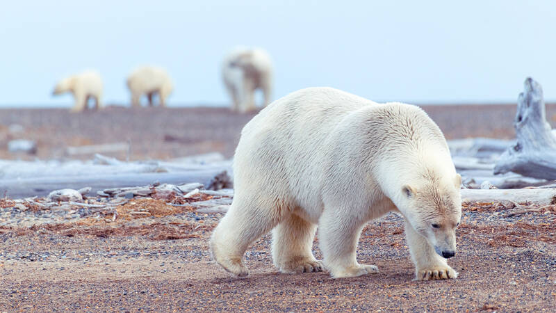 Alaskan village tries to revive its polar bear tourism industry
