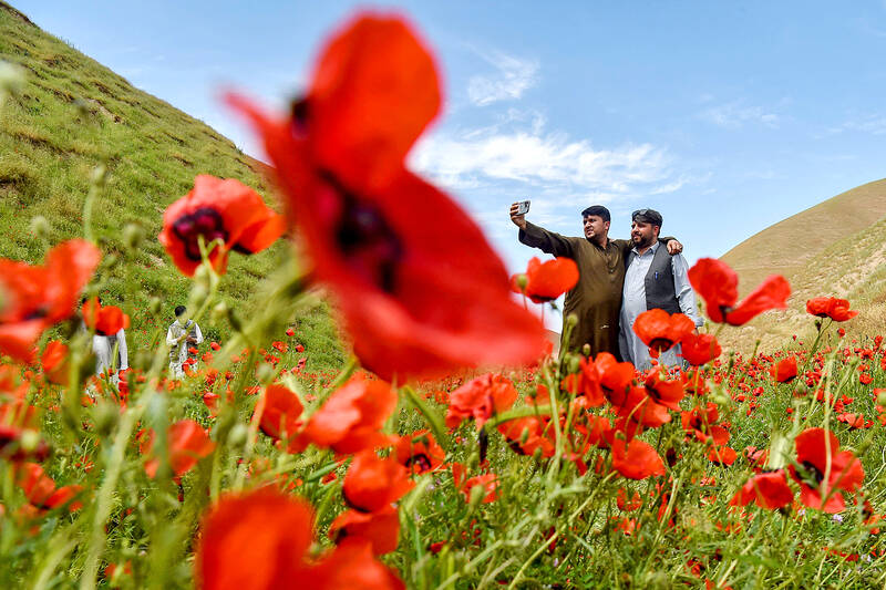 Afghans celebrate spring in bright red poppy fields