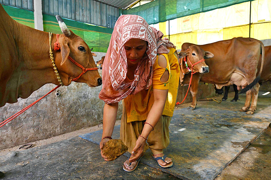 India looks to cow biogas amid the energy crunch