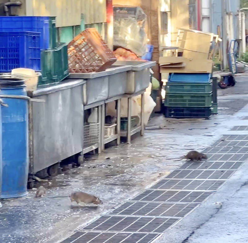 Cooperative work should stop rats: ministry