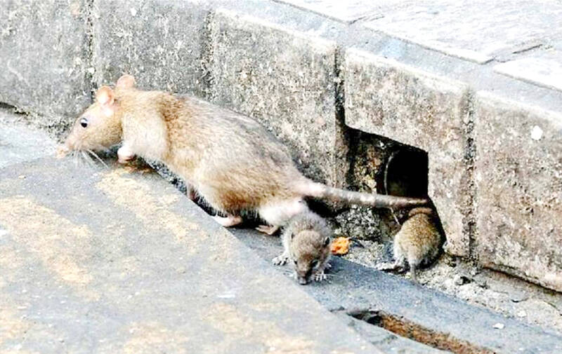 Minister urges Taipei to share information on rats