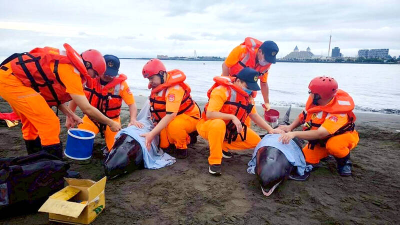 Four pygmy killer whales rescued after being stranded in New Taipei