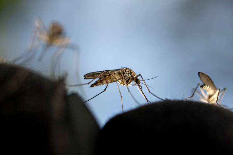 Clues emerge as to why some people attract mosquitoes