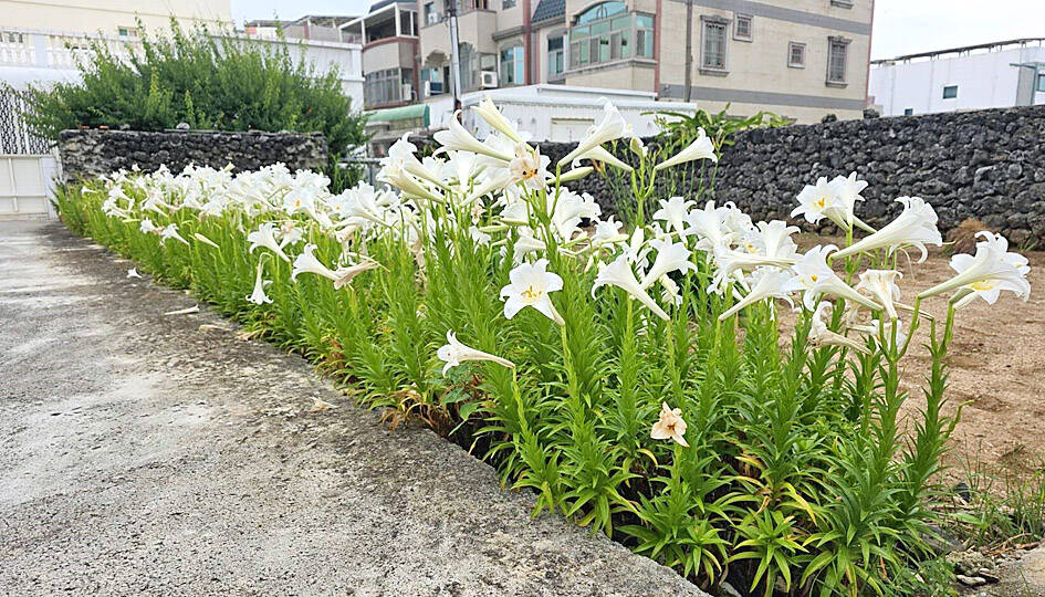 Penghu festival shows off blooming longflower lilies